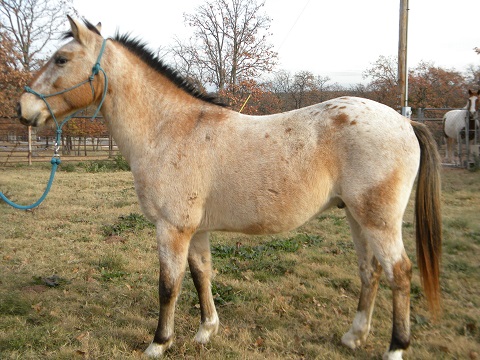Buckshot